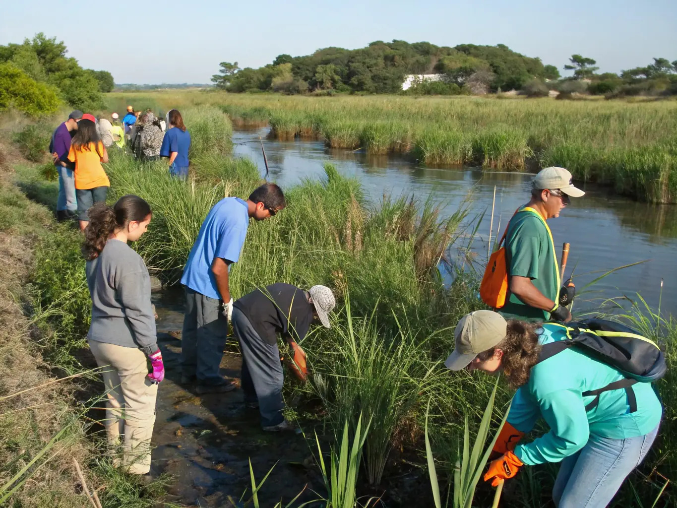A vibrant image of volunteers planting native species along a wetland area, showcasing active community participation in conservation efforts.